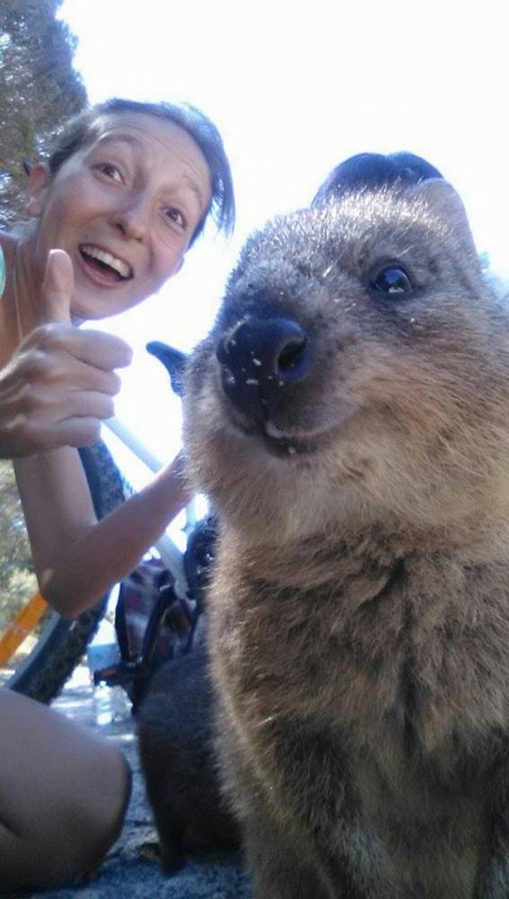 NOTE TO PICK DESK - PERMISSION GIVEN FROM EACH PERSON TO USE IMAGE (PICTURES: THE WORLDS HAPPIEST ANIMAL POSES FOR SELFIES WITH PEOPLE IN AUSTRALIA) The world is going QUOKKAS for quokkas, an adorable Australian marsupial which just happens to be the perfect selfie partner. The tiny mammal - which is about the size of a small cat - is under threat in the wild Down Under but has become a magnet for picture hunting tourists and Aussies alike. Quokkas main stronghold is Western Australia particularly on Rottnest Island just off Perth where they are safe from the predators on the mainland. Their seeming good nature and ability to look at a camera with a human-like smile has made them a hit with visitors to the region. SEE MERCURY COPY