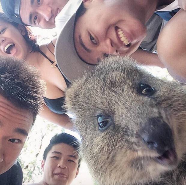 NOTE TO PICK DESK - PERMISSION GIVEN FROM EACH PERSON TO USE IMAGE (PICTURES: THE WORLDS HAPPIEST ANIMAL POSES FOR SELFIES WITH PEOPLE IN AUSTRALIA) The world is going QUOKKAS for quokkas, an adorable Australian marsupial which just happens to be the perfect selfie partner. The tiny mammal - which is about the size of a small cat - is under threat in the wild Down Under but has become a magnet for picture hunting tourists and Aussies alike. Quokkas main stronghold is Western Australia particularly on Rottnest Island just off Perth where they are safe from the predators on the mainland. Their seeming good nature and ability to look at a camera with a human-like smile has made them a hit with visitors to the region. SEE MERCURY COPY