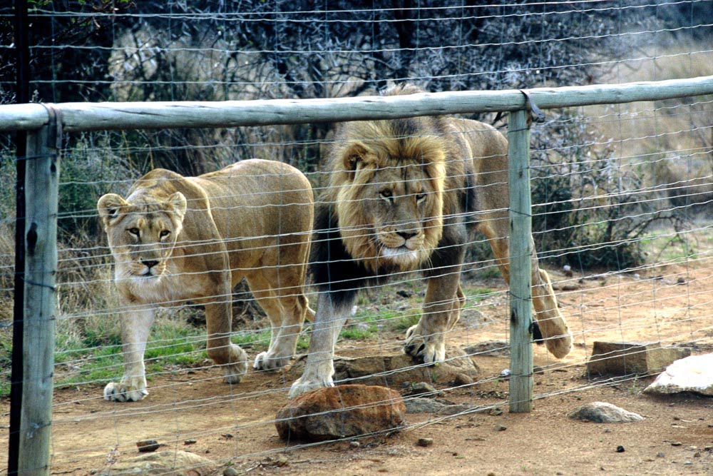 blood lions