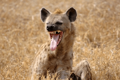 Hyenor är inte så trevliga djur.