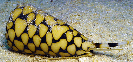 Cone Snail ser ut som en vanlig snäcka men kan ge dig en dödlig utgång.