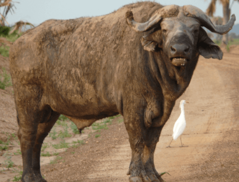 Denna buffalo är livsfarlig och brukar bland annat jaga bilar. 