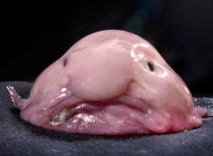 Jan 25, 2010 - Birmingham, England, United Kingdom - The unfortunately named blobfish, the world's most miserable-looking fish who is now in danger of being wiped out. The blobfish has already acquired a reputation for looking sad thanks to its miserable mush. The bloated bottom dweller, which can grow up to 12 inches, lives at depths of up to 900m making it rarely seen by humans. But thanks to increasing fishing of the seas Down Under the fish is being dragged up with other catches. Despite being unedible itself, the blobfish unluckily lives at the same depths as other more appetising ocean organisms, including crab and lobster. (Credit Image: Â© Kerryn Parkinson/ NORFANZ/Caters News/ZUMA Press) *