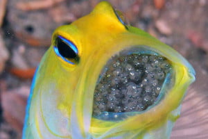 yellowhead jawfish med ägg i munnen
